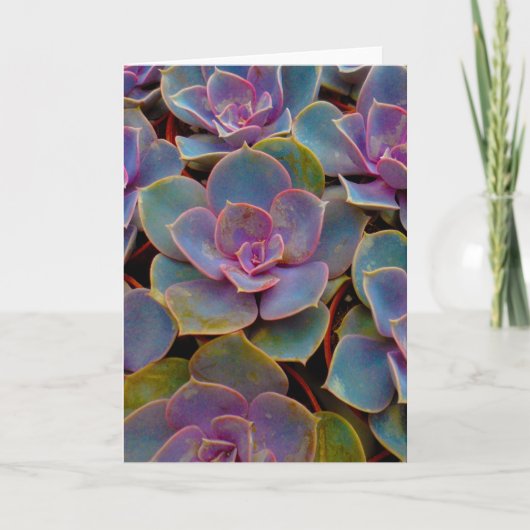 Paars blauw blauw-groen Succulent Cactus Plant Kaart (Voorkant)