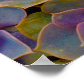 Paars blauw blauw-groen Succulent Cactus Plant Poster (Hoek)