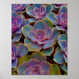 Paars blauw blauw-groen Succulent Cactus Plant Poster