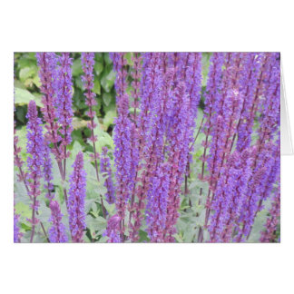 Paars bloemen, Brugge, België