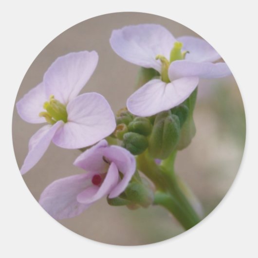 Paars bloemen stickers (Voorkant)