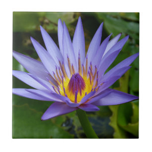 Paars/Blue Water Lily Pond Tegeltje