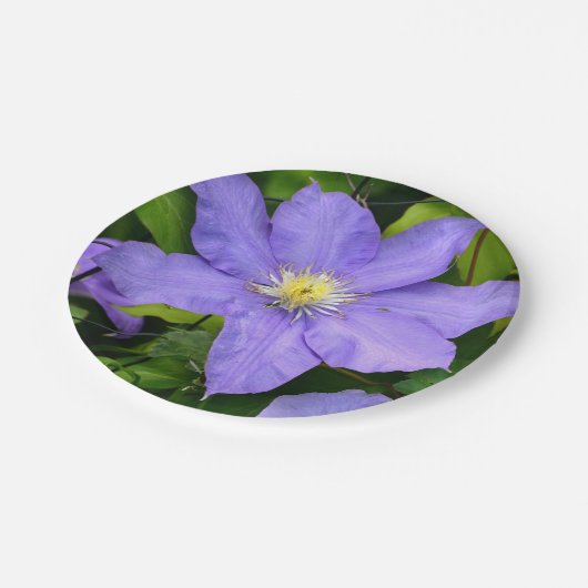 Paars Bord van Clematis Paper (Gekanteld)