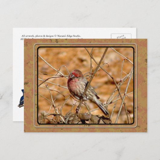 Paars Briefkaart (Voorkant / Achterkant)