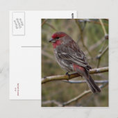 Paars briefkaart (Voorkant / Achterkant)