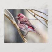 Paars Briefkaart (Voorkant)