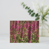 Paars Briefkaart Loosestrife (Staand voorkant)