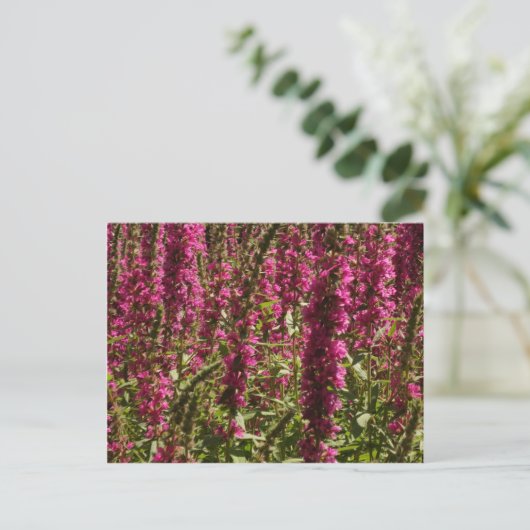 Paars Briefkaart Loosestrife (Staand voorkant)