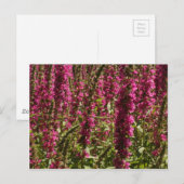 Paars Briefkaart Loosestrife (Voorkant / Achterkant)