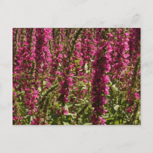Paars Briefkaart Loosestrife