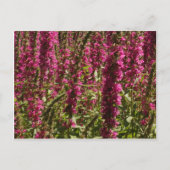 Paars Briefkaart Loosestrife (Voorkant)