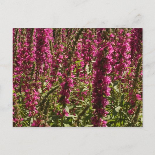 Paars Briefkaart Loosestrife (Voorkant)