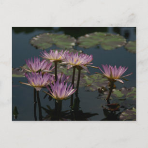 Paars Briefkaart Lotus Waterlilies