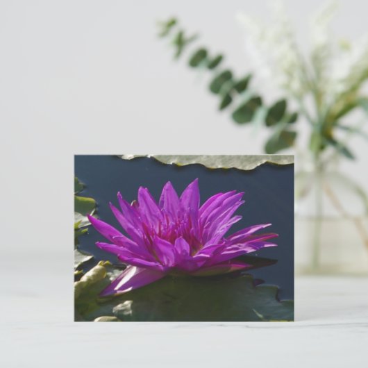 Paars Briefkaart Lotus Waterlily (Staand voorkant)