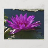 Paars Briefkaart Lotus Waterlily (Voorkant)