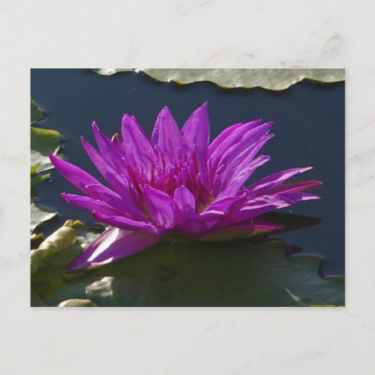 Paars Briefkaart Lotus Waterlily (Voorkant)