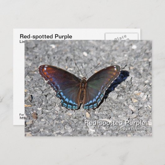 Paars Briefkaart met rode vlekken (Voorkant / Achterkant)