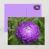 Paars briefkaart - MEVROUW JOH 2011 (Voorkant / Achterkant)