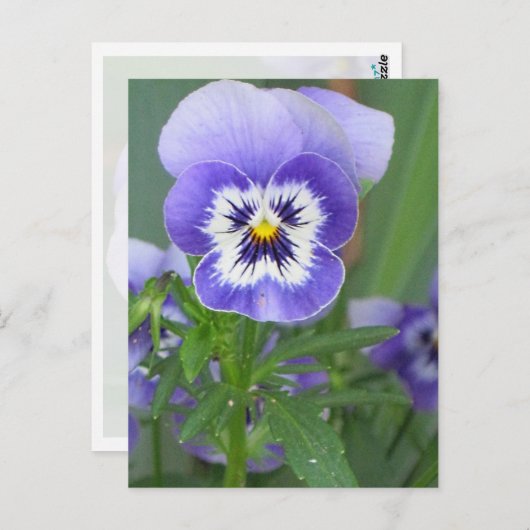  Paars Briefkaart Pansy (Voorkant / Achterkant)