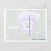  Paars Briefkaart Pansy (Achterkant)