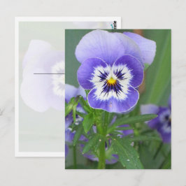  Paars Briefkaart Pansy