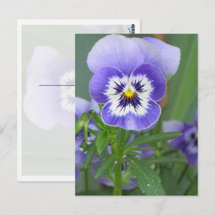 Paars Briefkaart Pansy