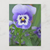  Paars Briefkaart Pansy (Voorkant)
