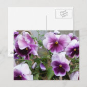 Paars Briefkaart Pansy (Voorkant / Achterkant)