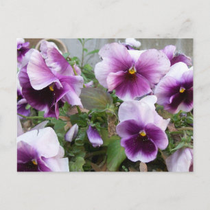 Paars Briefkaart Pansy