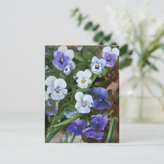 Paars Briefkaart Pansy Flower (Staand voorkant)