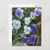 Paars Briefkaart Pansy Flower (Voorkant / Achterkant)