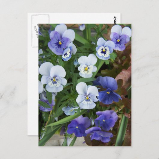 Paars Briefkaart Pansy Flower (Voorkant / Achterkant)