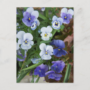 Paars Briefkaart Pansy Flower