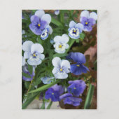 Paars Briefkaart Pansy Flower (Voorkant)