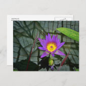 Paars Briefkaart Tropisch Water Lily (Voorkant / Achterkant)