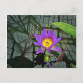 Paars Briefkaart Tropisch Water Lily (Voorkant)