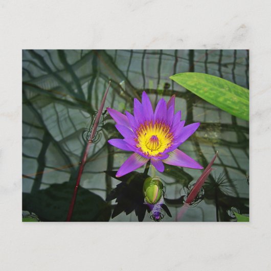 Paars Briefkaart Tropisch Water Lily (Voorkant)