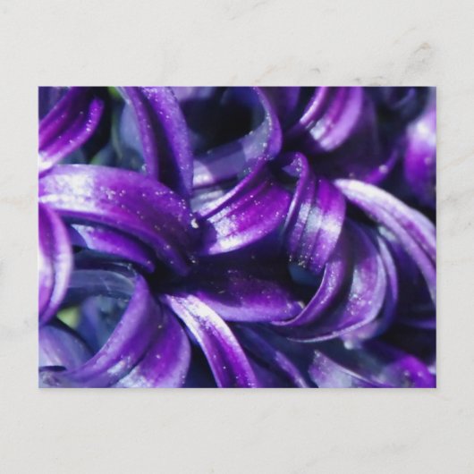Paars Briefkaart van de Hyacinth Flower (Voorkant)
