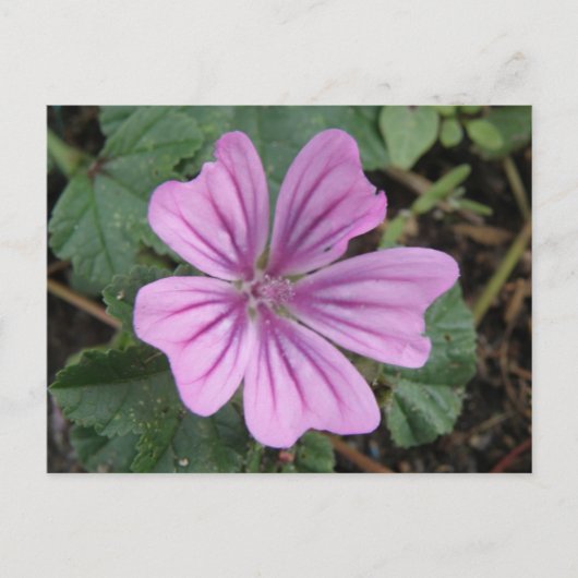 Paars Briefkaart van wilde bloemen (Voorkant)