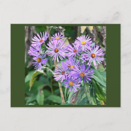 Paars Briefkaart van wilde bloemen