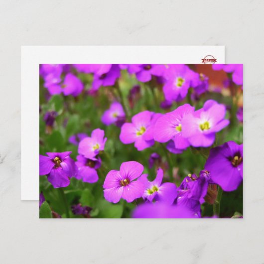  Paars Briefkaart voor bladerend  (Voorkant / Achterkant)