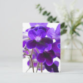 Paars Cape Primrose Briefkaart (Staand voorkant)