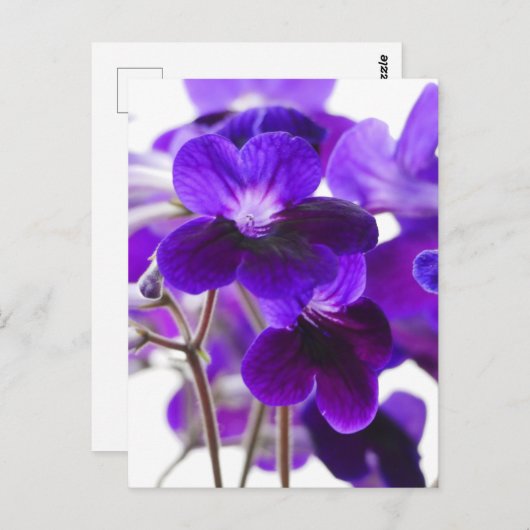 Paars Cape Primrose Briefkaart (Voorkant / Achterkant)