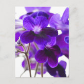 Paars Cape Primrose Briefkaart (Voorkant)