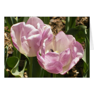 Paars centraal park Tulpen