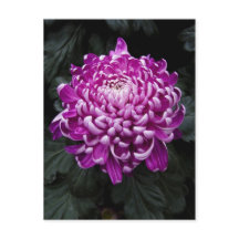 Paars Chrysanthemum Briefkaart
