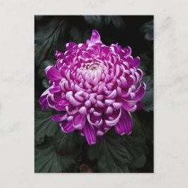 Paars Chrysanthemum Briefkaart