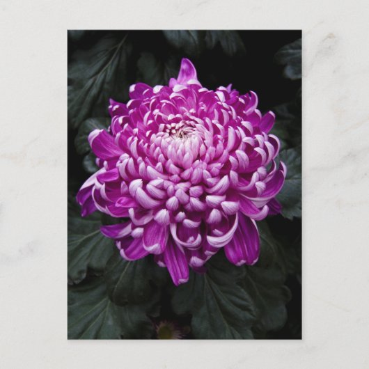 Paars Chrysanthemum Briefkaart (Voorkant)