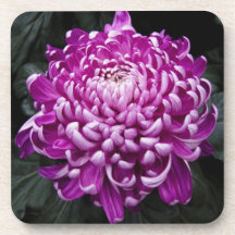 Paars Chrysanthemum Onderzetter