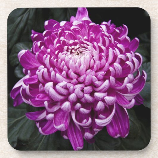 Paars Chrysanthemum Onderzetter (Voorkant)
